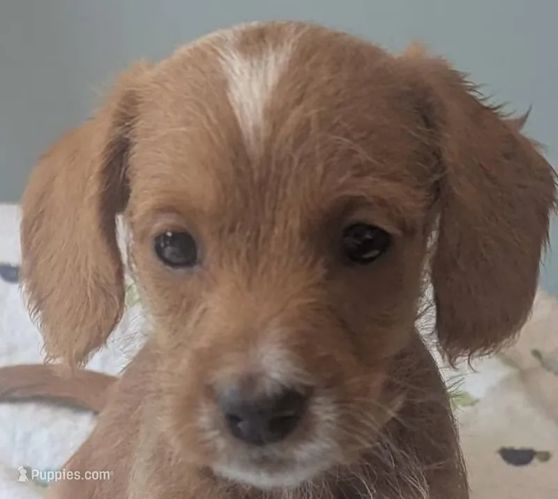 Zoe, female – Doxiepoo, Poodle - Miniature  puppy for sale in Pinnacle, NC