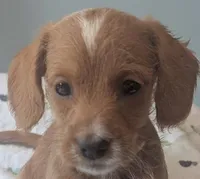 Zoe, female, a female Doxiepoo and Poodle - Miniature  for sale in Pinnacle, NC – 3 of 9