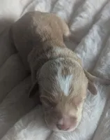 Aries, female, a female Poodle - Miniature  and Miniature Dachshund for sale in Pinnacle, NC – 2 of 6