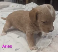 Aries, female, a female Poodle - Miniature  and Miniature Dachshund for sale in Pinnacle, NC – 5 of 6