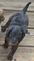 Gandalf- dapple, a male Doxiepoo for sale in Pinnacle, NC – 2 of 3