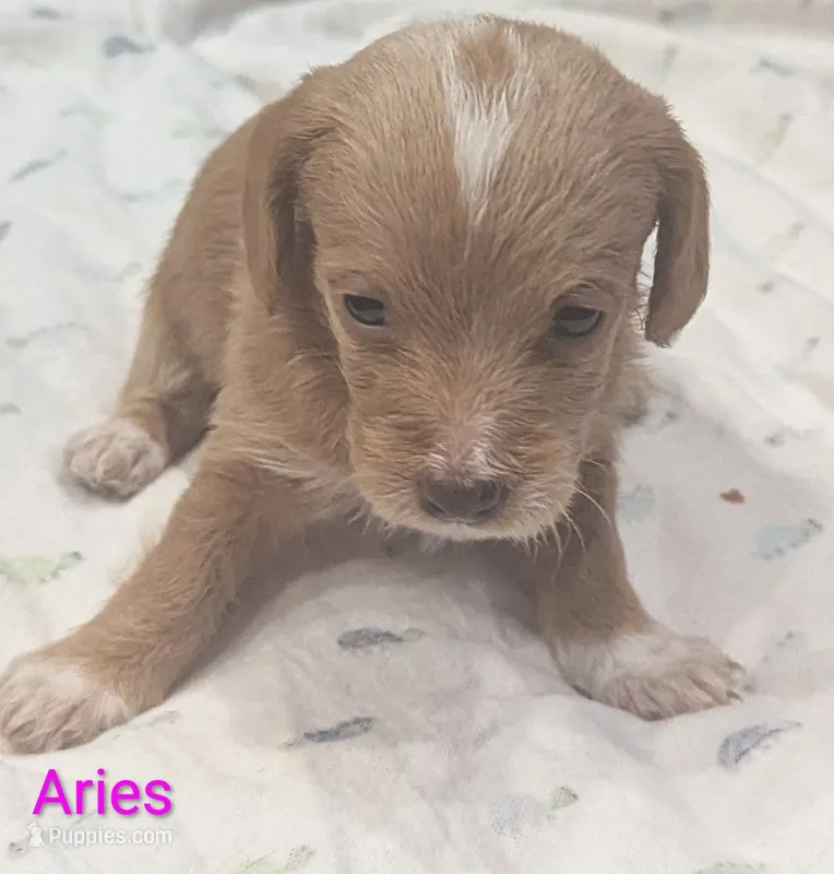 Aries, female – Poodle - Miniature , Miniature Dachshund puppy for sale in Pinnacle, NC