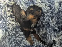 Zoe, female, a female Doxiepoo and Poodle - Miniature  for sale in Pinnacle, NC – 5 of 5
