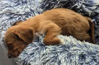 Aries, female, a female Doxiepoo and Poodle - Miniature  for sale in Pinnacle, NC – 2 of 8