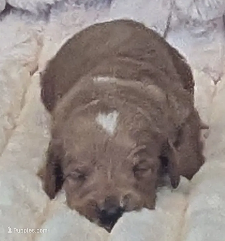 Cupid, male – Poodle - Miniature , Miniature Dachshund puppy for sale in Pinnacle, NC