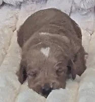 Cupid, male, a male Poodle - Miniature  and Miniature Dachshund for sale in Pinnacle, NC – 1 of 6