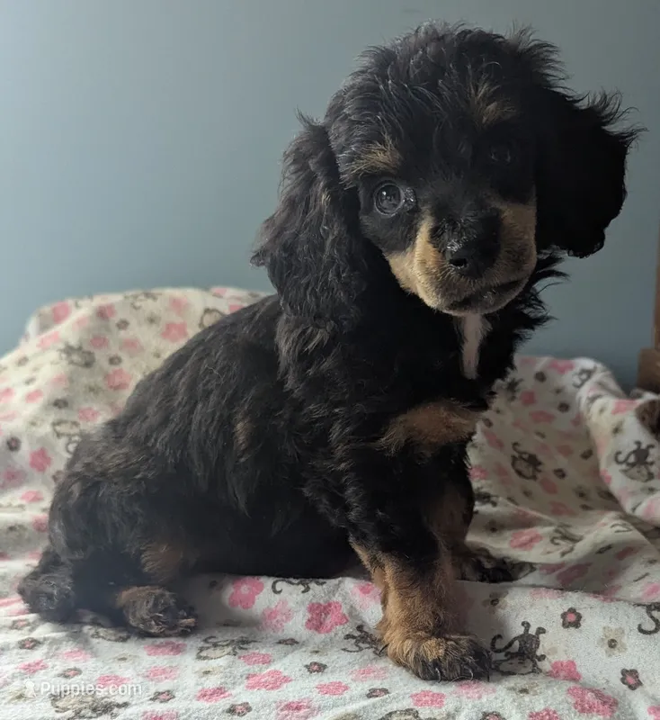 Zoe, female – Poodle - Miniature , Miniature Dachshund puppy for sale in Pinnacle, NC