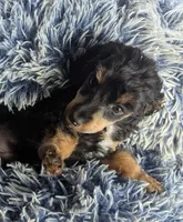 Zoe, female, a female Doxiepoo and Poodle - Miniature  for sale in Pinnacle, NC – 4 of 5