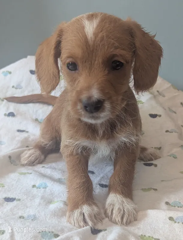 Aries, female – Poodle - Miniature , Miniature Dachshund puppy for sale in Pinnacle, NC