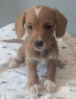 Aries, female, a female Doxiepoo and Poodle - Miniature  for sale in Pinnacle, NC – 1 of 8