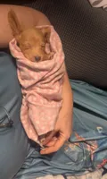 Honey, a female Poodle - Miniature  for sale in Pinnacle, NC – 5 of 7