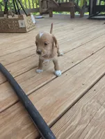 Aries, female, a female Doxiepoo and Poodle - Miniature  for sale in Pinnacle, NC – 7 of 8