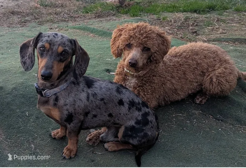 Zoe, female – Poodle - Miniature , Miniature Dachshund puppy for sale in Pinnacle, NC