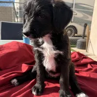 Athena❤️❤️, a female Shepadoodle for sale in Hesperia, CA – Photo 4 of 8