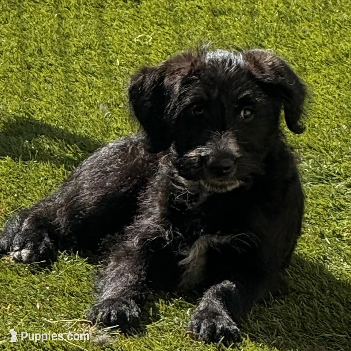 Athena❤️❤️, a female Shepadoodle for sale in Hesperia, CA – Photo 3 of 8