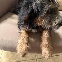 Pepper ❤️❤️, a female Shepadoodle for sale in Hesperia, CA – Photo 7 of 7