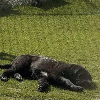 Athena❤️❤️, a female Shepadoodle for sale in Hesperia, CA – Photo 7 of 8