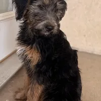 Pepper ❤️❤️, a female Shepadoodle for sale in Hesperia, CA – Photo 5 of 7