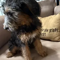 Pepper ❤️❤️, a female Shepadoodle for sale in Hesperia, CA – Photo 1 of 7