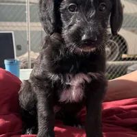 Athena❤️❤️, a female Shepadoodle for sale in Hesperia, CA – Photo 1 of 8