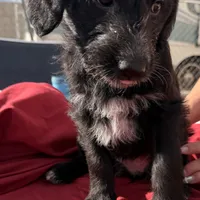 Athena❤️❤️, a female Shepadoodle for sale in Hesperia, CA – Photo 2 of 8