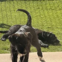 Athena❤️❤️, a female Shepadoodle for sale in Hesperia, CA – Photo 8 of 8