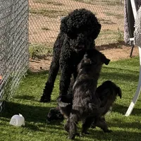 Athena❤️❤️, a female Shepadoodle for sale in Hesperia, CA – Photo 5 of 8