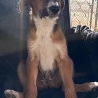 Milo ❤️❤️, a male Shepadoodle for sale in Hesperia, CA – Photo 7 of 9