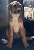 Milo ❤️❤️, a male Sheepadoodle for sale in Hesperia, CA – Photo 6 of 8