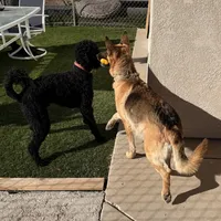 Milo ❤️❤️, a male Shepadoodle for sale in Hesperia, CA – Photo 5 of 9