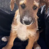 Milo ❤️❤️, a male Shepadoodle for sale in Hesperia, CA – Photo 6 of 9