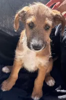 Milo ❤️❤️, a male Sheepadoodle for sale in Hesperia, CA – Photo 7 of 8