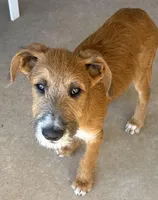 Milo ❤️❤️ – Looking for Loving Homes ❤️, a male Shepadoodle for sale in Hesperia, CA – Photo 8 of 8