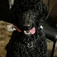 Milo ❤️❤️, a male Shepadoodle for sale in Hesperia, CA – Photo 3 of 9