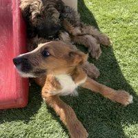 Milo ❤️❤️, a male Shepadoodle for sale in Hesperia, CA – Photo 9 of 9