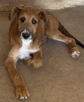 Milo ❤️❤️ – Looking for Loving Homes ❤️, a male Shepadoodle for sale in Hesperia, CA – Photo 7 of 8