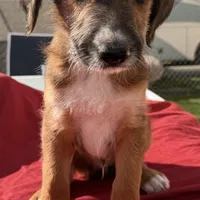 Milo ❤️❤️, a male Shepadoodle for sale in Hesperia, CA – Photo 1 of 9