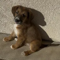 Milo ❤️❤️, a male Shepadoodle for sale in Hesperia, CA – Photo 4 of 9