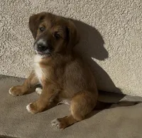 Milo ❤️❤️, a male Sheepadoodle for sale in Hesperia, CA – Photo 4 of 8