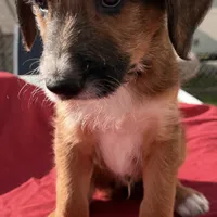 Milo ❤️❤️, a male Shepadoodle for sale in Hesperia, CA – Photo 2 of 9