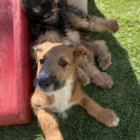 Milo ❤️❤️, a male Shepadoodle for sale in Hesperia, CA – Photo 8 of 9