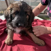 Pepper ❤️❤️, a female Shepadoodle for sale in Hesperia, CA – Photo 6 of 7