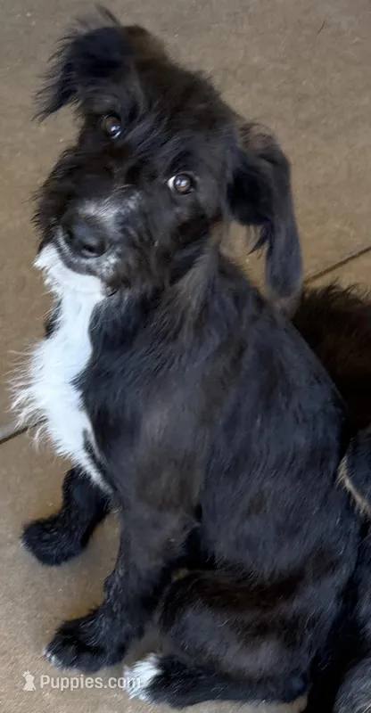 Athena❤️❤️.  – Looking for Loving Homes ❤️ – Shepadoodle puppy for sale in Hesperia, CA