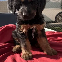 Pepper ❤️❤️, a female Shepadoodle for sale in Hesperia, CA – Photo 4 of 7