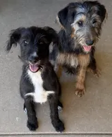 Pepper ❤️❤️.   – Looking for Loving Homes ❤️, a female Shepadoodle for sale in Hesperia, CA – Photo 4 of 10