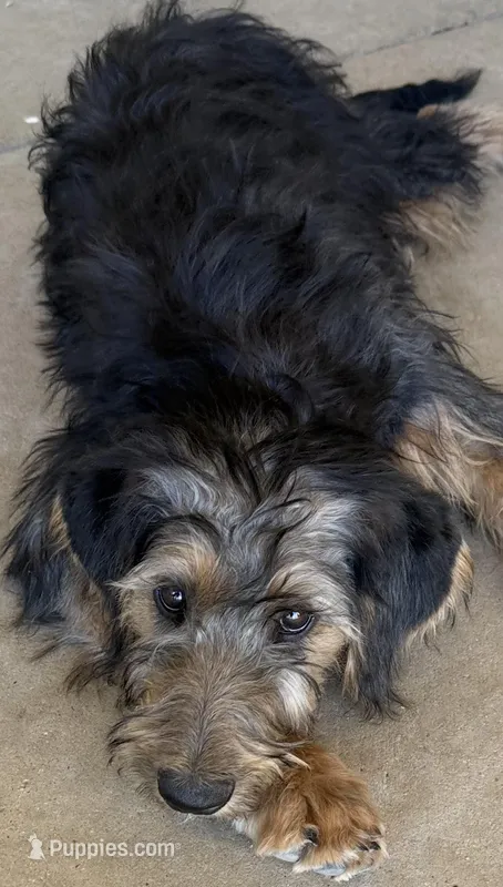 Pepper ❤️❤️.   – Looking for Loving Homes ❤️ – Shepadoodle puppy for sale in Hesperia, CA