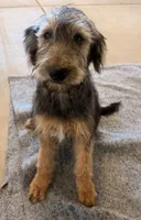 Pepper -  Smart , sweet and ready to go home   🐾”, a female Shepadoodle for sale in Hesperia, CA – Photo 6 of 10