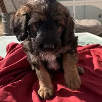 Pepper ❤️❤️, a female Shepadoodle for sale in Hesperia, CA – Photo 3 of 7