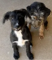 Athena❤️❤️.  – Looking for Loving Homes ❤️, a female Shepadoodle for sale in Hesperia, CA – Photo 3 of 10