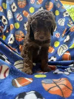Chocolate , a male Goldendoodle for sale in Nashville, TN – 3 of 3